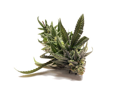 植物元素检测